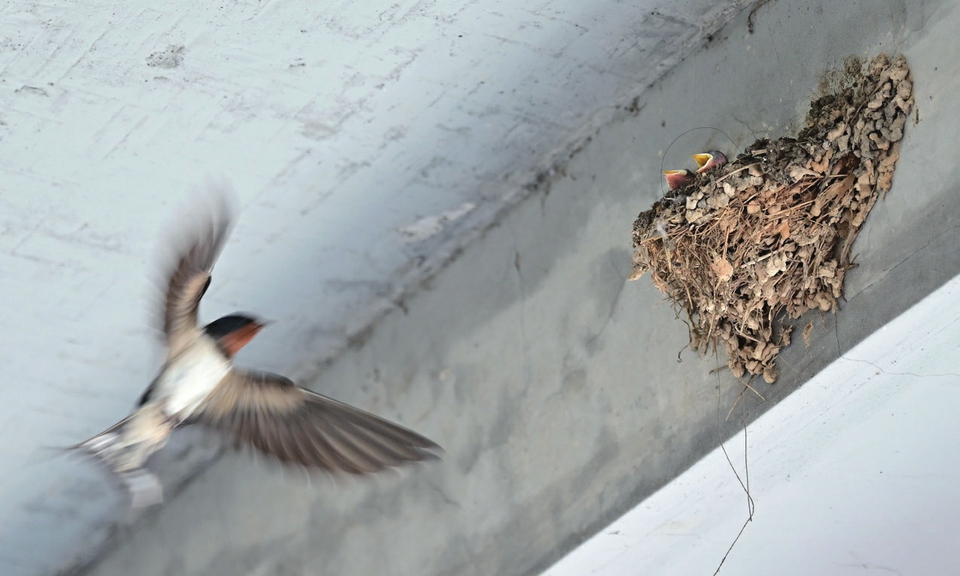 燕子筑巢生宝宝 儿时图景今又现