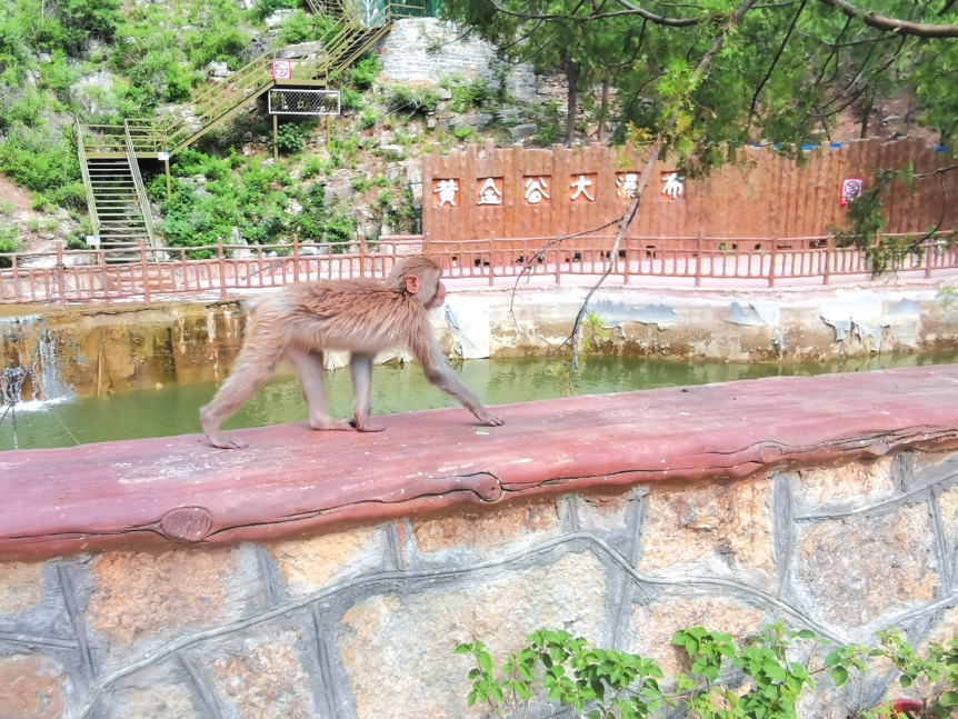 闭园整改后 黄金谷“王者归来”？ 据了解5月份就已重新营业 之前是否虚假宣传尚在立案调查