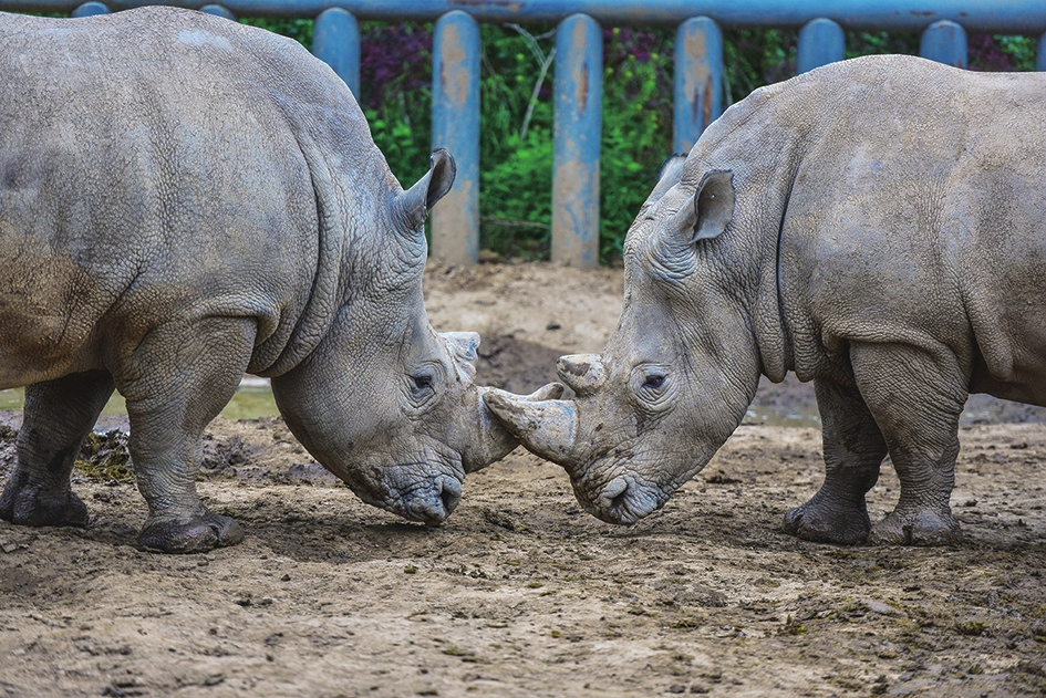 动物恩爱秀：七夕仪式感上线