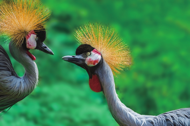 动物恩爱秀：七夕仪式感上线