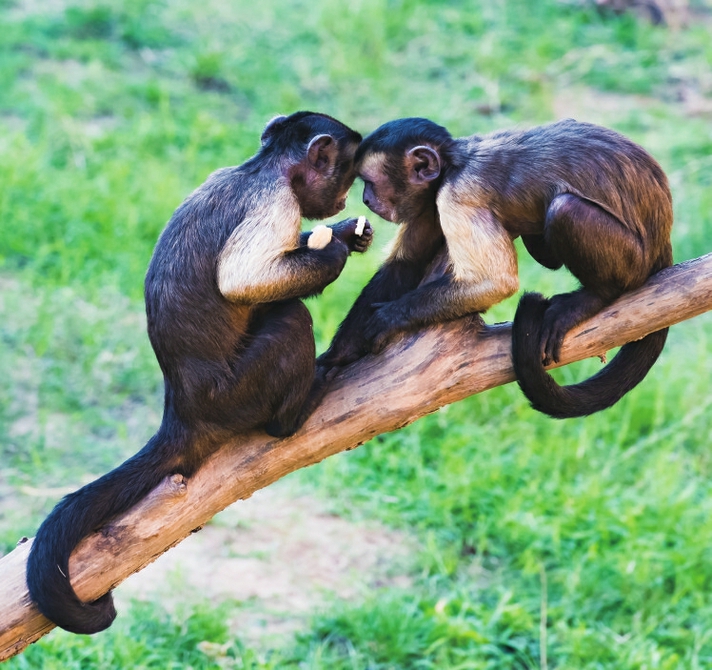 动物恩爱秀：七夕仪式感上线