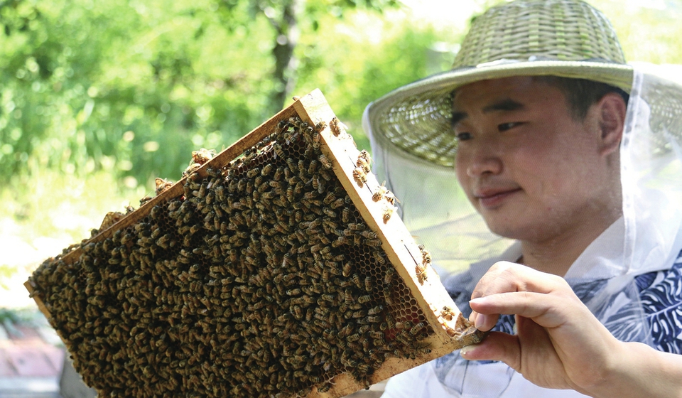 90后小伙辭職養(yǎng)蜂 一年被蜇幾百次仍喜這耳旁“蜂”