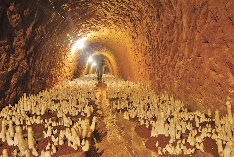 孔村镇“三三”综合体规划打通乡村振兴之路，七彩谷食用菌基地一期已完工 鸡腿菇体验园让群众“腰包鼓起来”