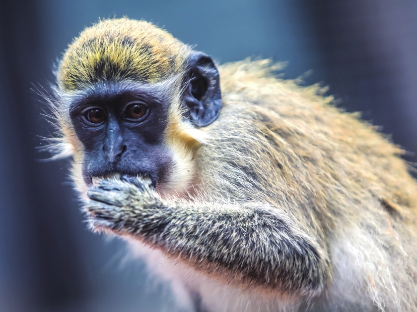 新生动物宝宝们抢着来“卖萌” 动物园里的中秋节原来是这个样子