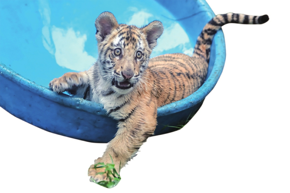 新生动物宝宝们抢着来“卖萌” 动物园里的中秋节原来是这个样子