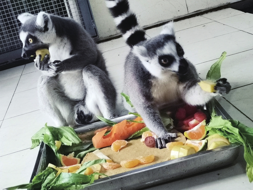 新生动物宝宝们抢着来“卖萌” 动物园里的中秋节原来是这个样子