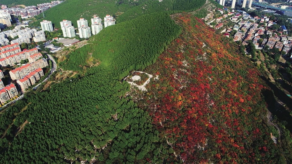 半山瑟瑟半山红
