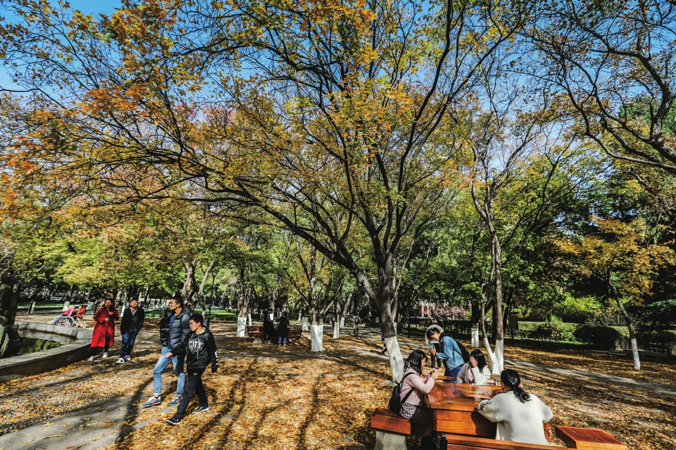 落叶洒金 初冬的济南美醉了