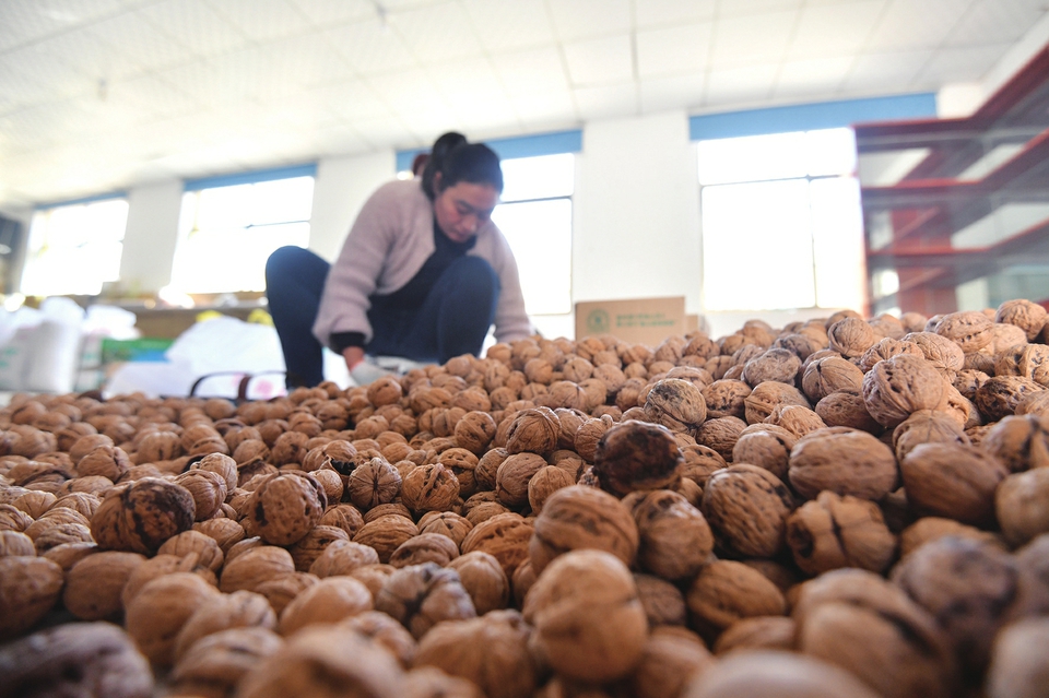 义卖七千斤后，南山核桃加速“自救”