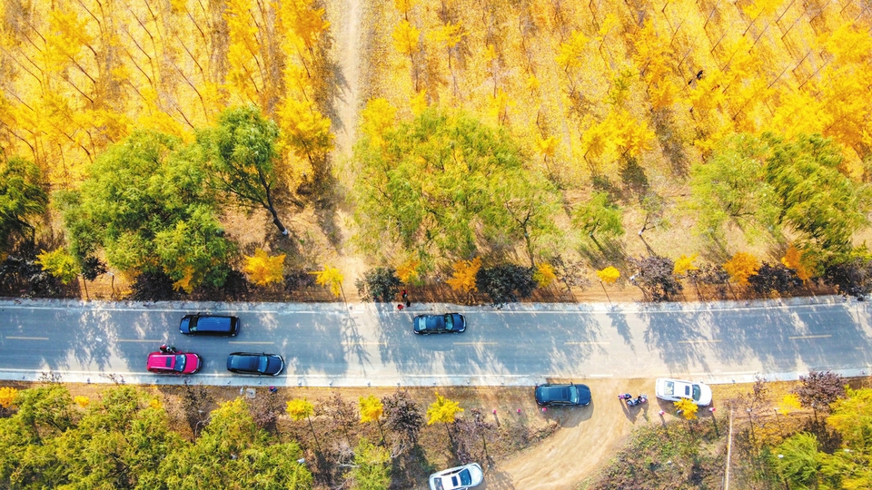 万株银杏装扮黄河大堤 引游人驻足