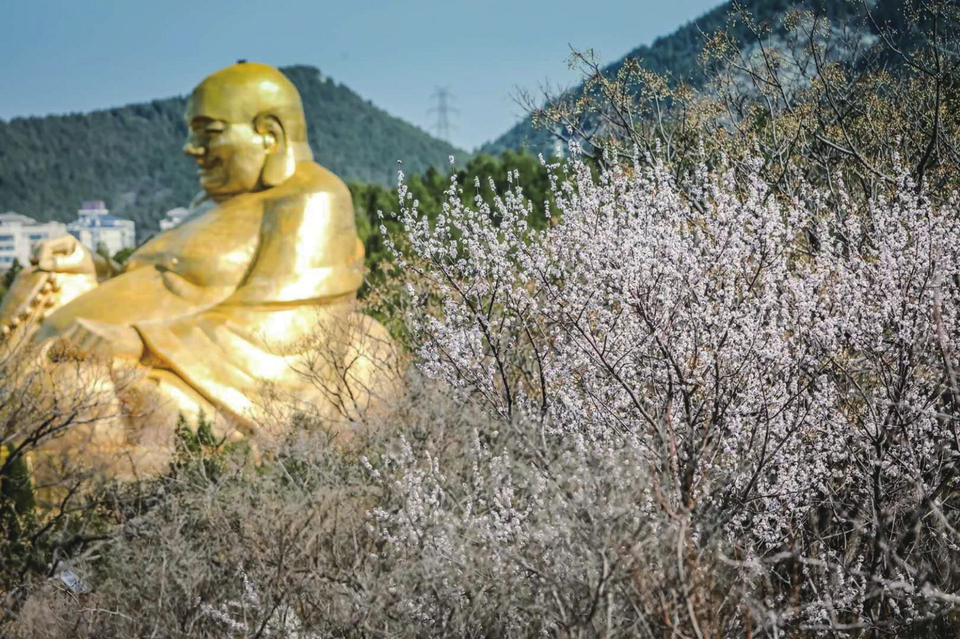 打卡济南“最浪漫山头”教你一分钟辨别桃杏梅