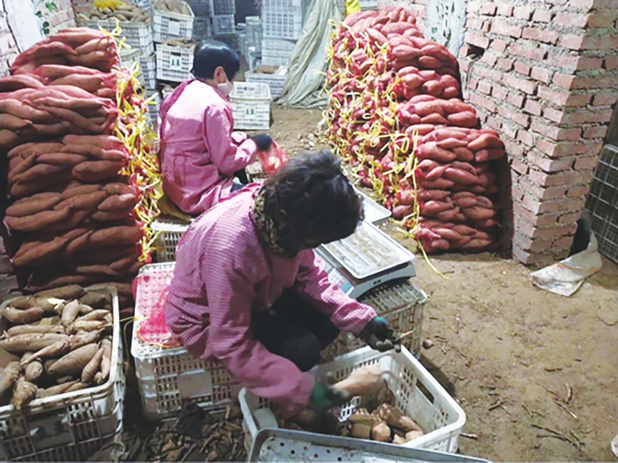 “爱心助农”抢红薯 首日卖出1万斤 新时报“爱心团长”继续招募，10斤“烟薯25”只需19.8元