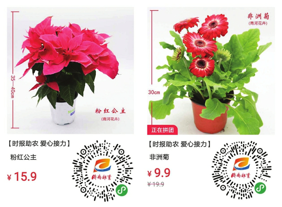 商河爱心花卉再添新品2人拼团可享优惠价9块9能买盆非洲菊家住市区