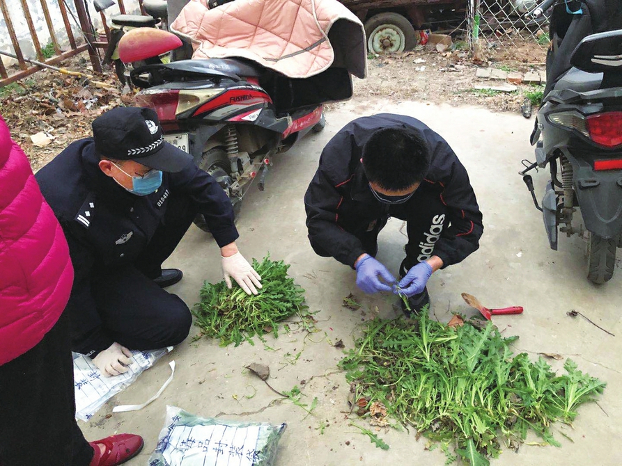 好奇罂粟花长啥样 男子偷种400株 已经被行政拘留，成为济南今年首例种植毒品原植物案件