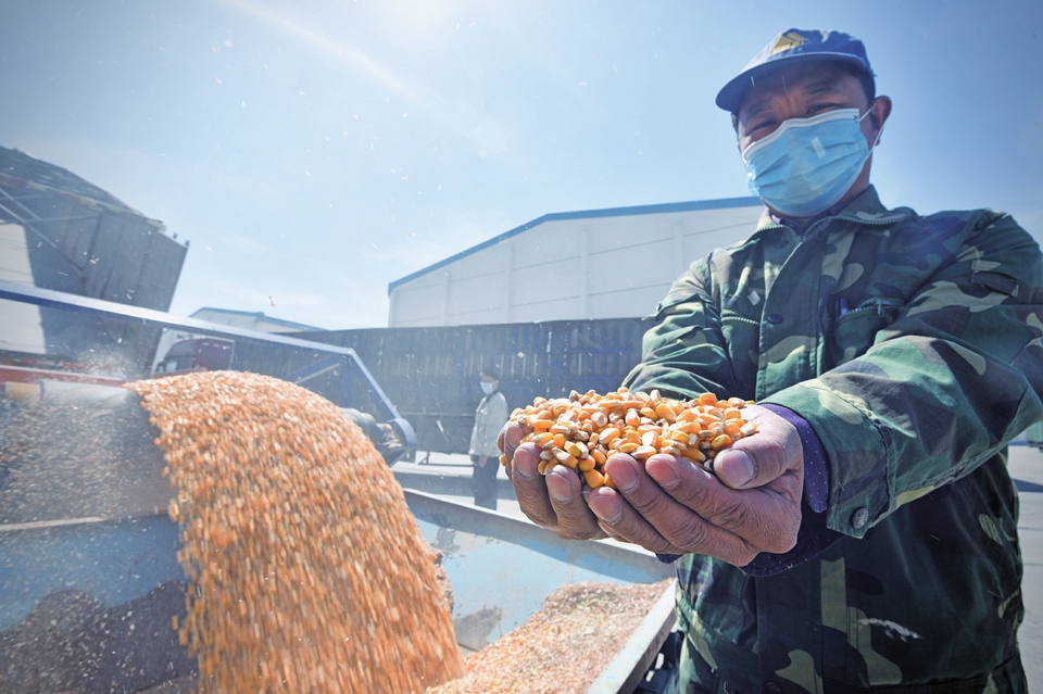 记者独家探访济南一处粮库： 25℃以下储粮，技术含量处处可见