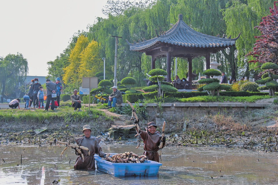 千年北园藕仅剩下两片池塘在种植"老北园"为济南特产发"征集令,盼本