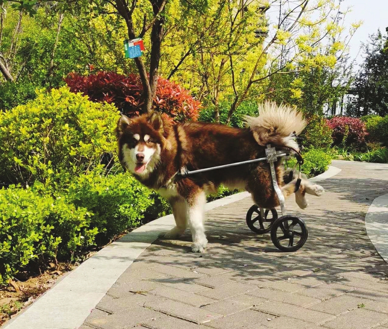 瘫痪阿拉斯加犬被救助 宠物轮椅助其再次奔跑 “重生”后还成了附近小“网红”
