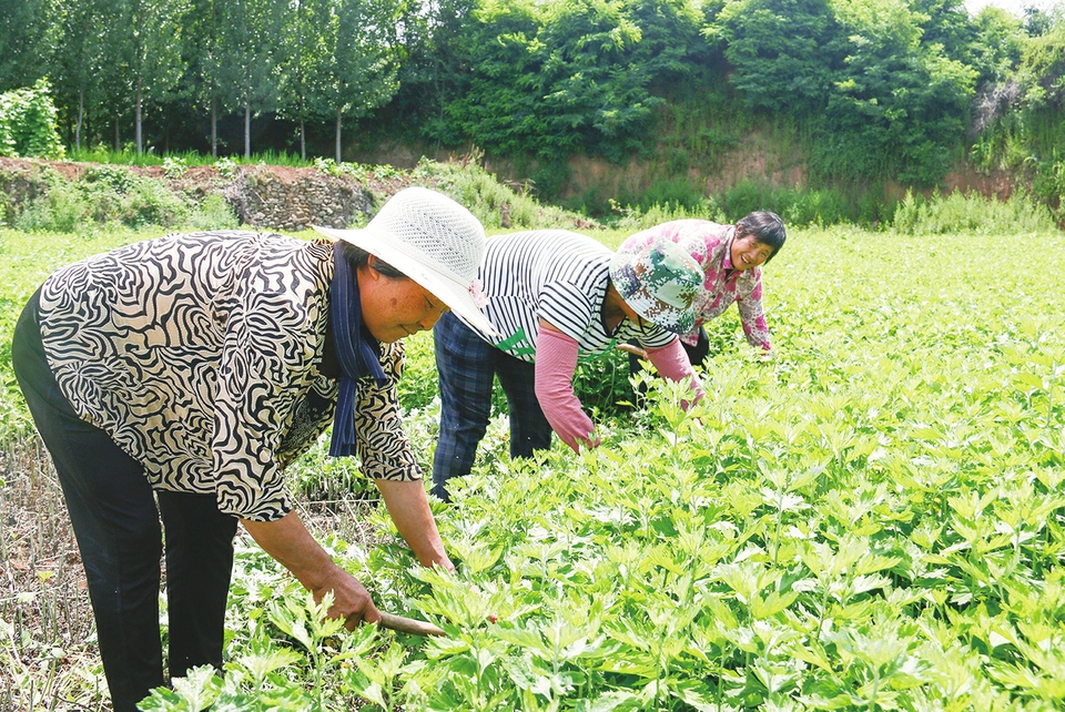 艾的生计 钢城棋山上梯田改种艾草一亩地增收3000元