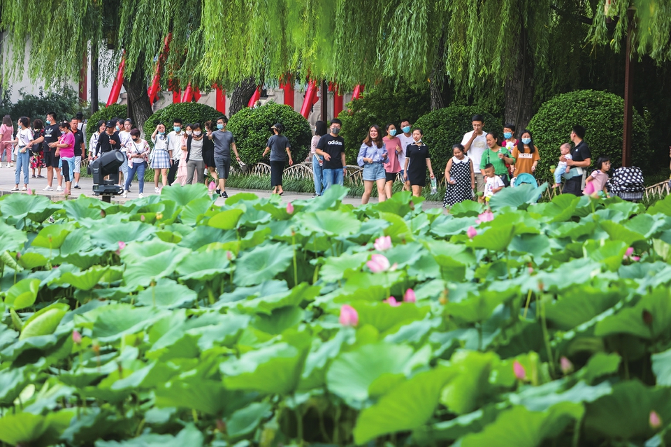 赏荷品花遇藕神！ “夏”一站济南约你“误入藕花深处”