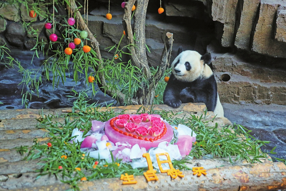大熊猫“娅双”十八岁生日 相当于人类六七十岁