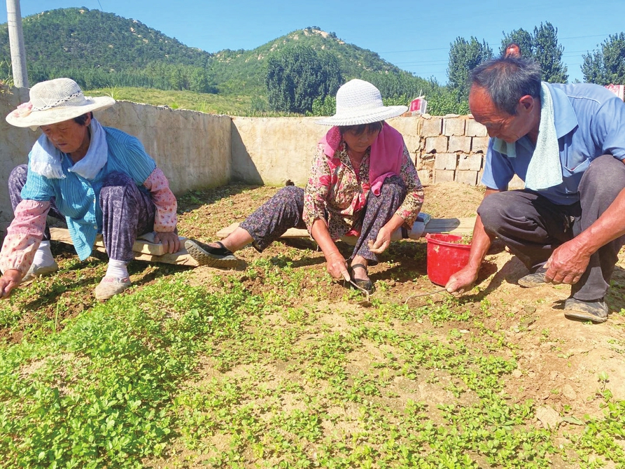 东龙崮“扶贫菜园”种下新茬菜