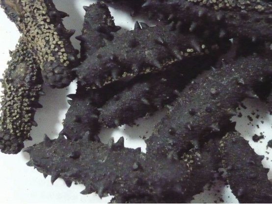 指标全部合格 济南本土品牌海参可放心吃