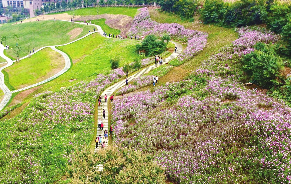 栽植22万余平方米鲜花 济南新增11处花海景观