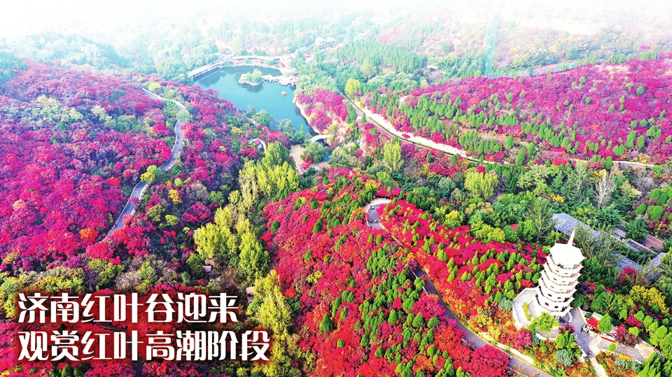 济南红叶谷迎来观赏红叶高潮阶段