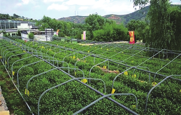 一片树叶带起一个小镇——济南莱芜莲花山茶旅田园综合体掠影